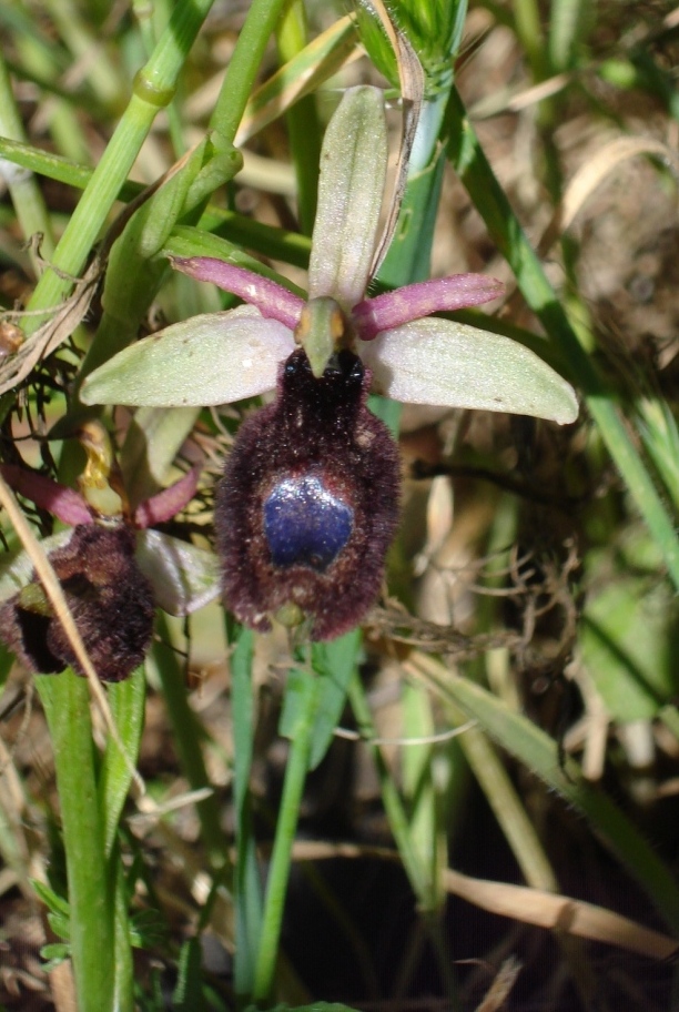 Orchidee dalla Puglia